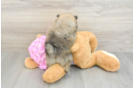 Fluffy Pom Dog Purebred Puppy