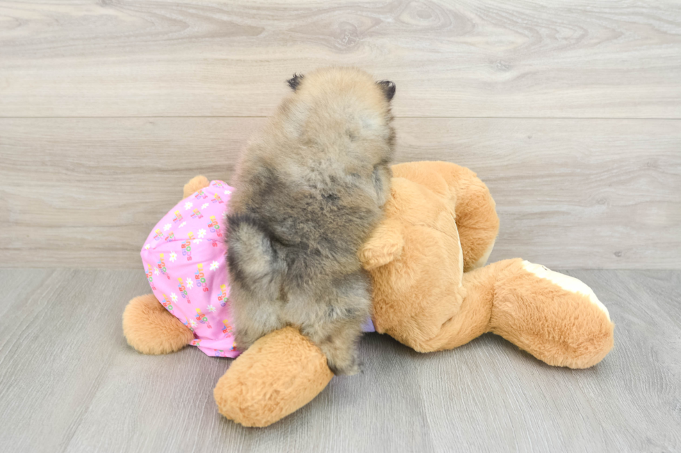 Fluffy Pom Dog Purebred Puppy