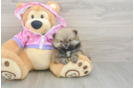 Friendly Pomeranian Baby