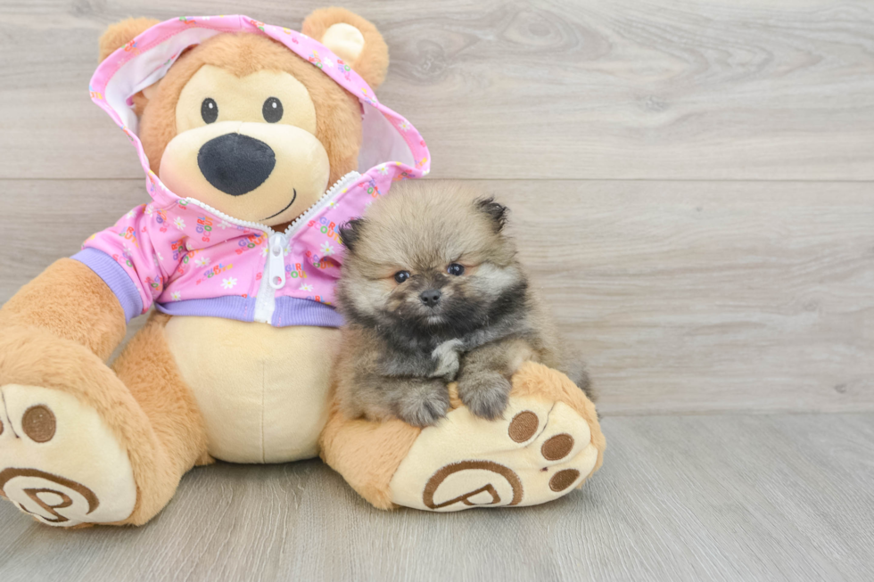 Friendly Pomeranian Baby