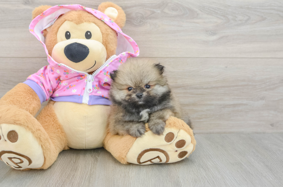 6 week old Pomeranian Puppy For Sale - Premier Pups