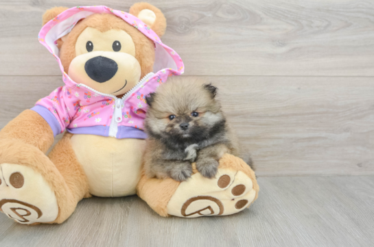 Friendly Pomeranian Baby