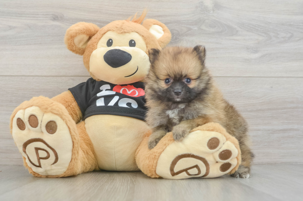 6 week old Pomeranian Puppy For Sale - Premier Pups