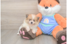 Small Pomeranian Purebred Pup