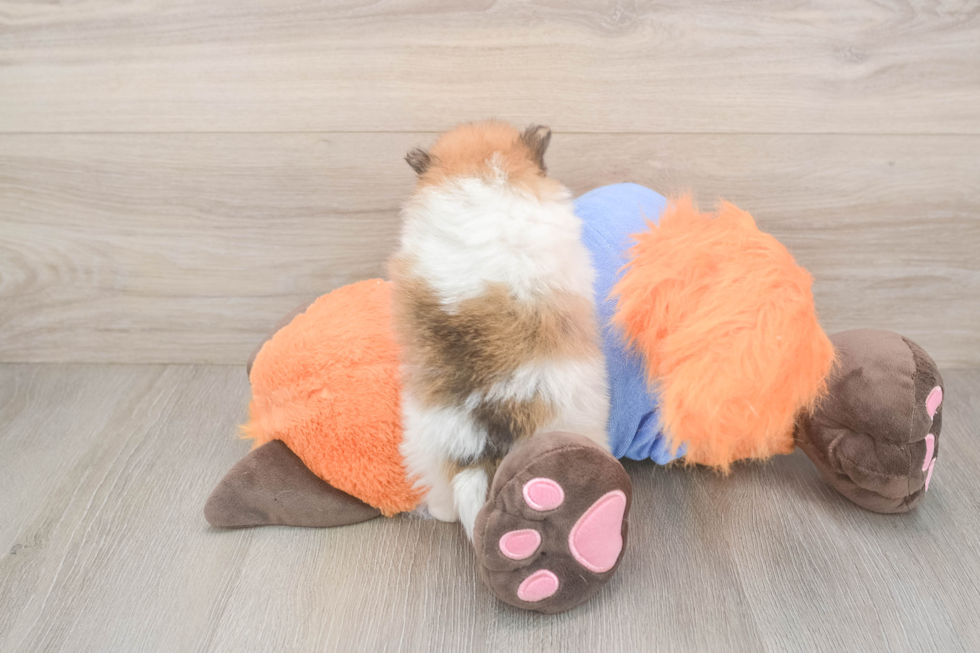 Best Pomeranian Baby