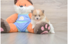 Pomeranian Puppy for Adoption