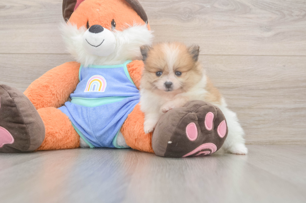 5 week old Pomeranian Puppy For Sale - Premier Pups
