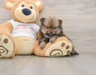 8 week old Pomeranian Puppy For Sale - Premier Pups