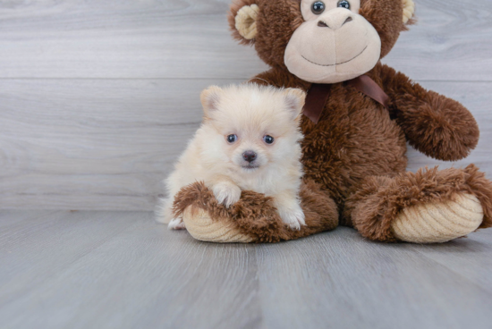 Funny Pomeranian Baby