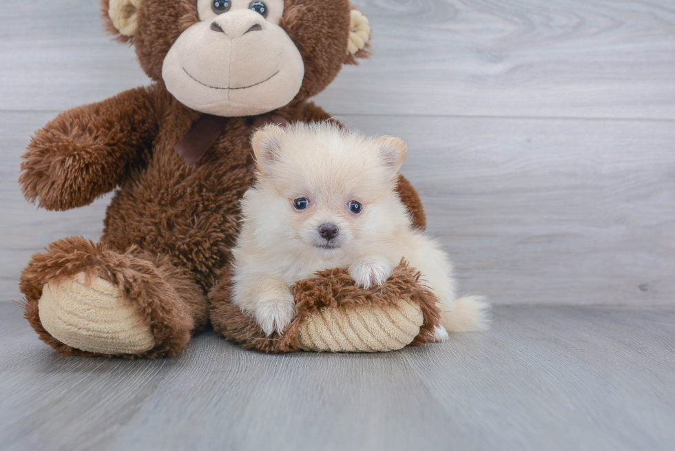 Pomeranian Pup Being Cute