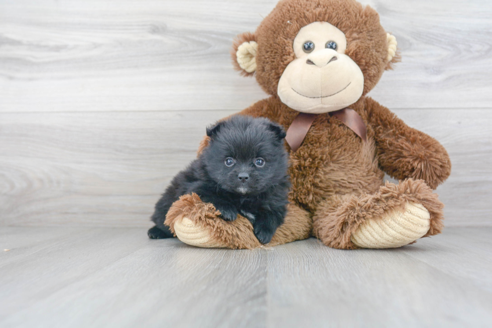 Sweet Pomeranian Purebred Puppy