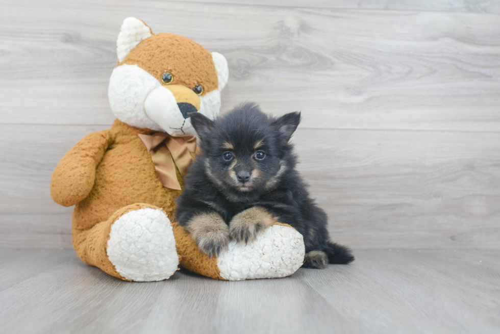 Funny Pomeranian Purebred Pup