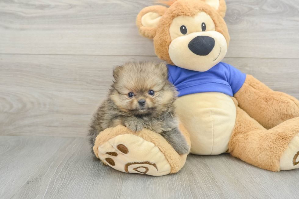 Best Pomeranian Baby