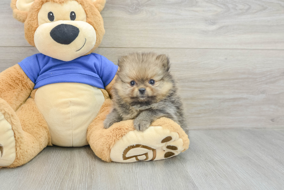 Friendly Pomeranian Purebred Pup