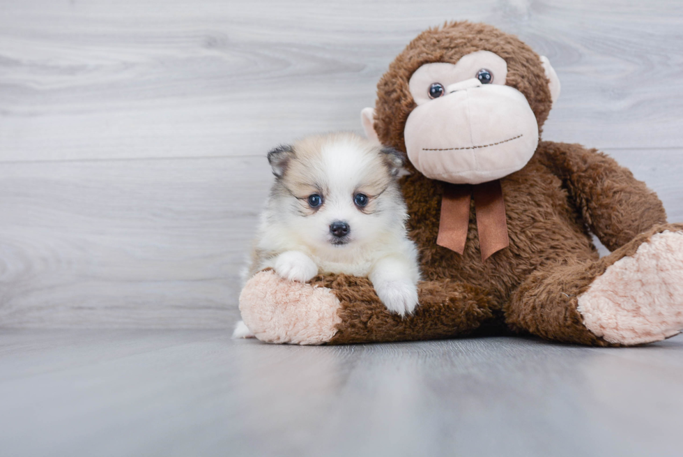 Petite Pomeranian Purebred Puppy