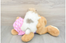 Cute Pom Purebred Puppy