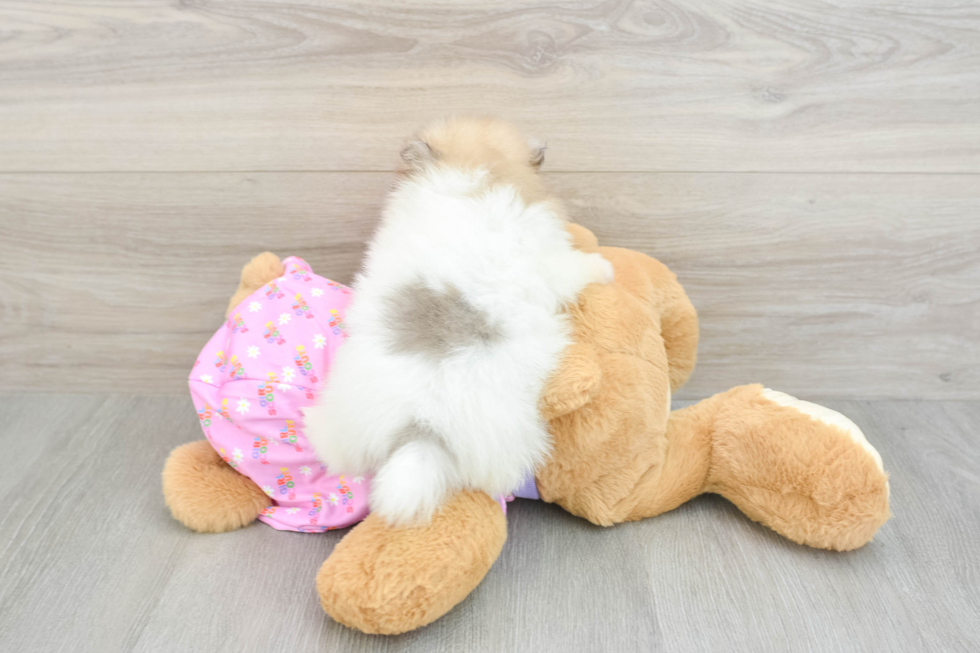 Cute Pom Purebred Puppy