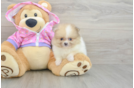 Pomeranian Pup Being Cute