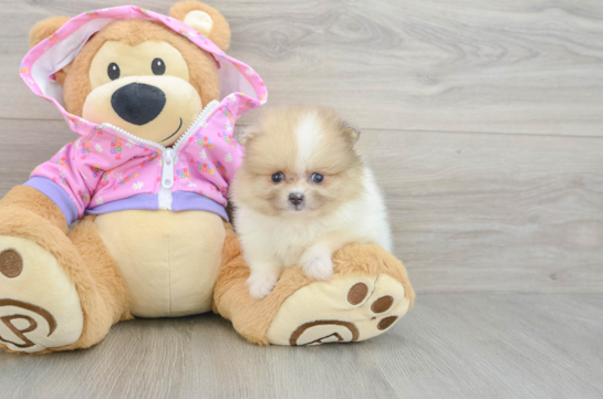 Pomeranian Pup Being Cute