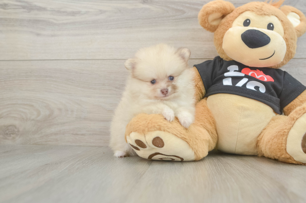 6 week old Pomeranian Puppy For Sale - Premier Pups