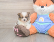 7 week old Pomeranian Puppy For Sale - Premier Pups