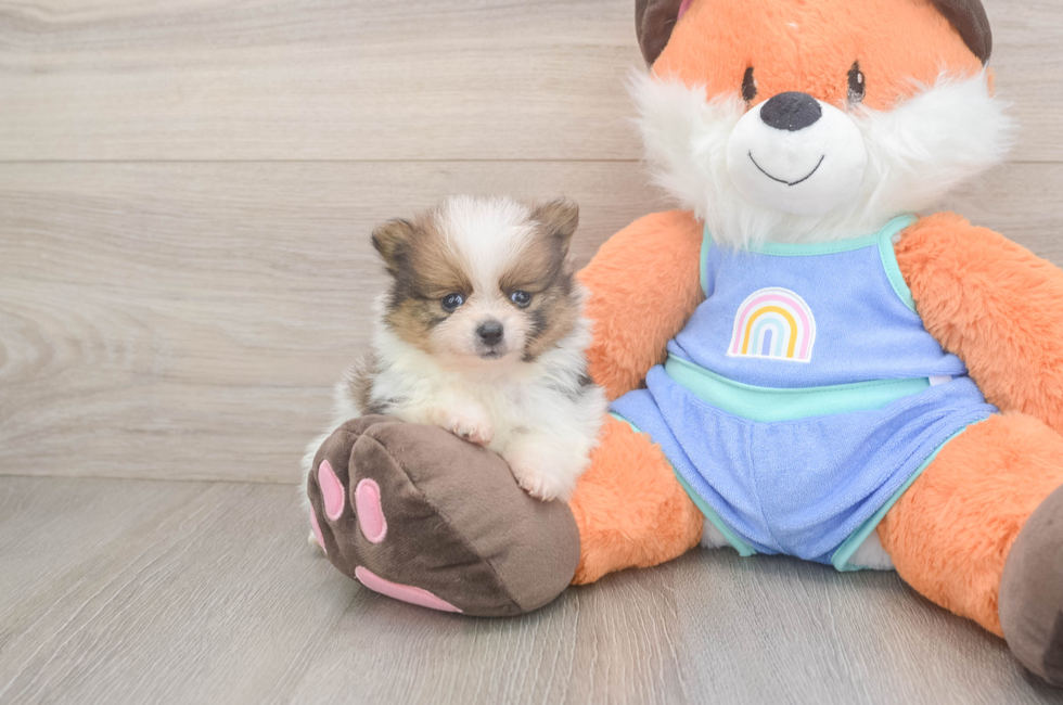5 week old Pomeranian Puppy For Sale - Premier Pups