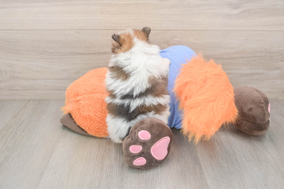 Best Pomeranian Baby