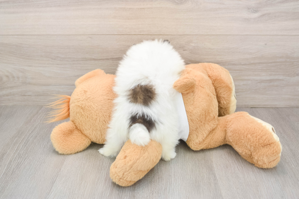 Pomeranian Puppy for Adoption