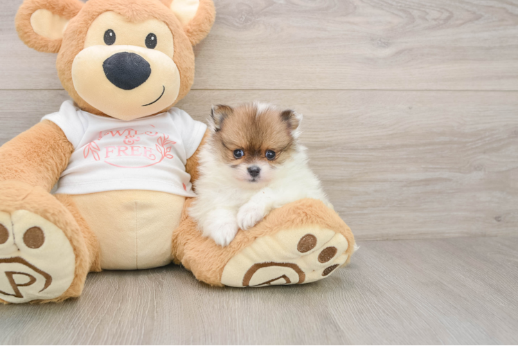 Pomeranian Puppy for Adoption