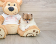 8 week old Pomeranian Puppy For Sale - Premier Pups