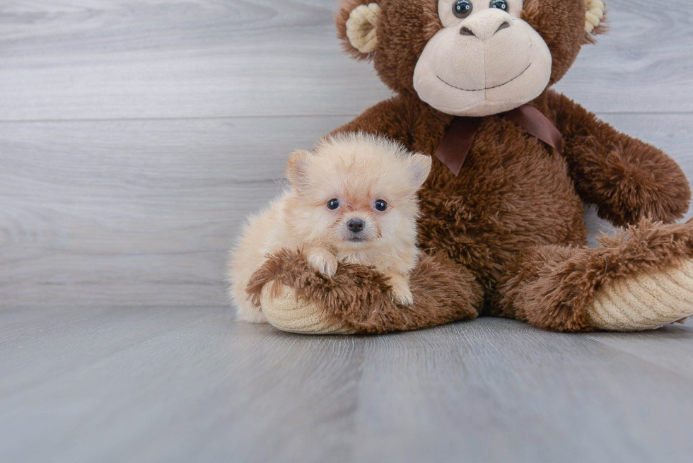 Akc Registered Pomeranian Baby