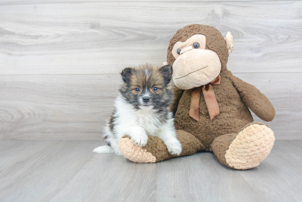 Smart Pomeranian Purebred Puppy