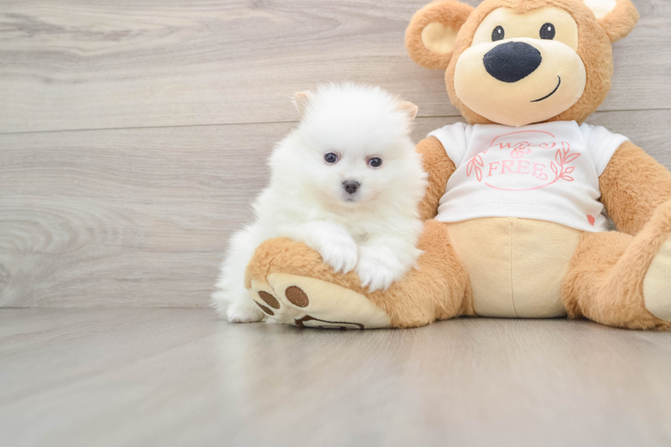 Best Pomeranian Baby