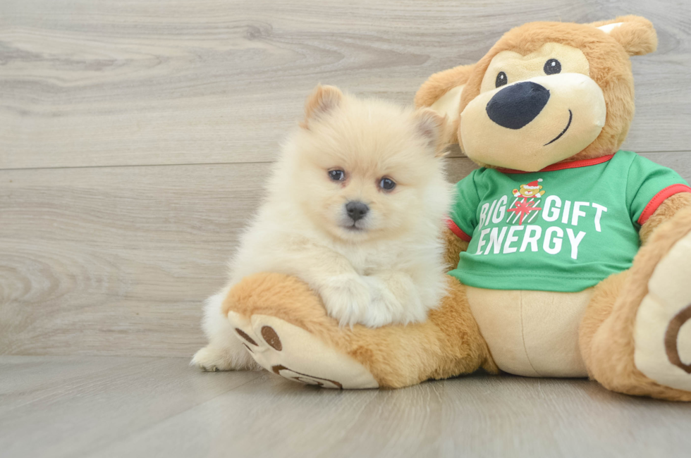 6 week old Pomeranian Puppy For Sale - Premier Pups