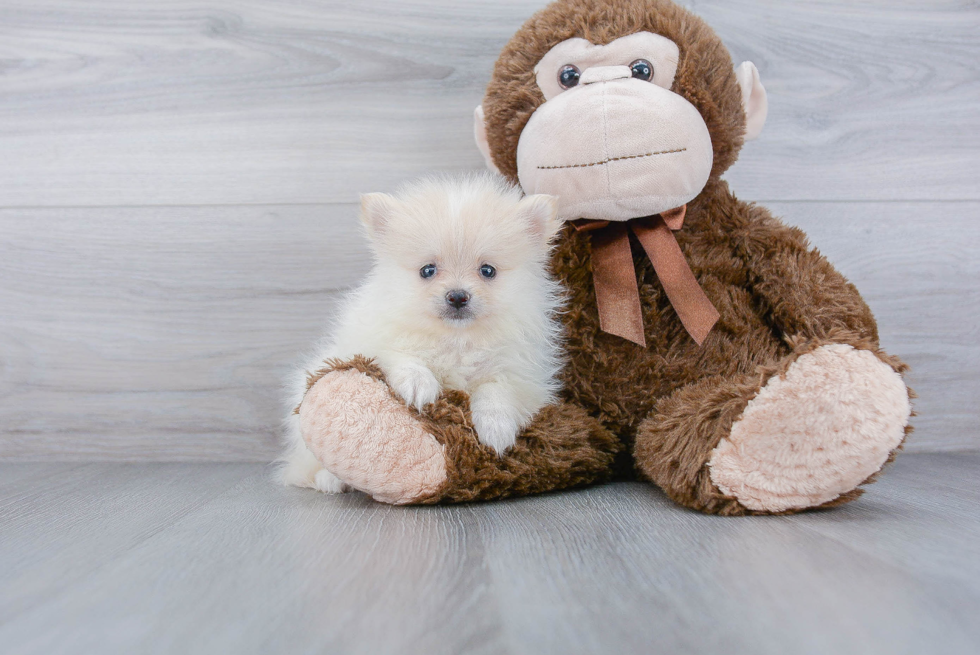 Small Pomeranian Purebred Pup