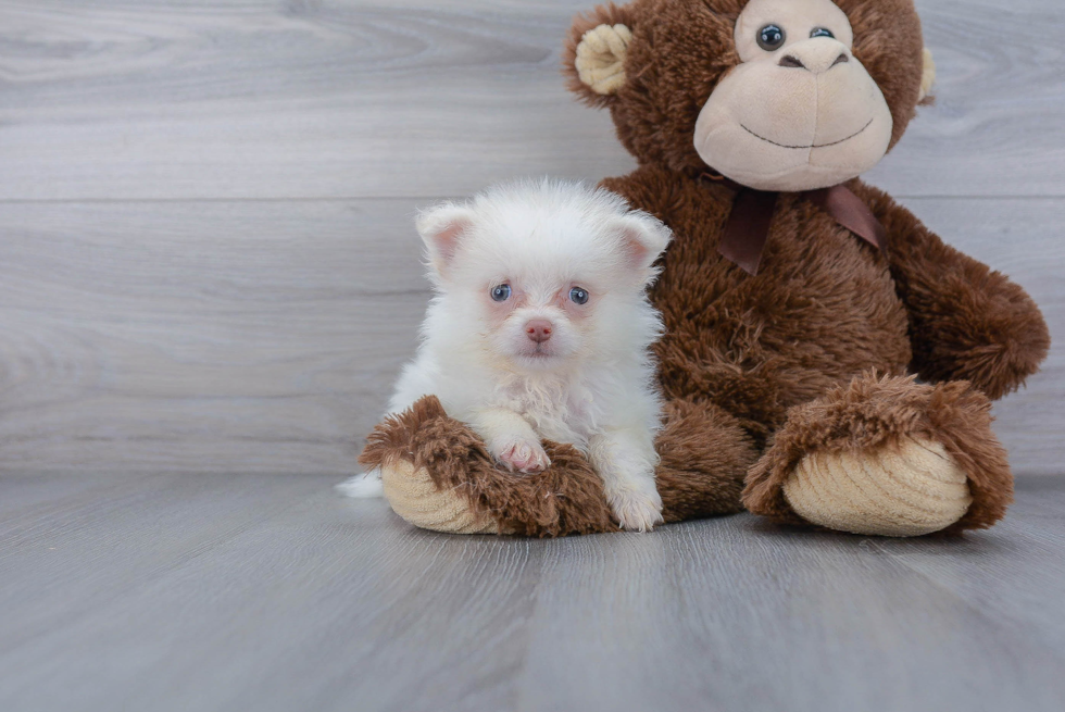Pomeranian Pup Being Cute