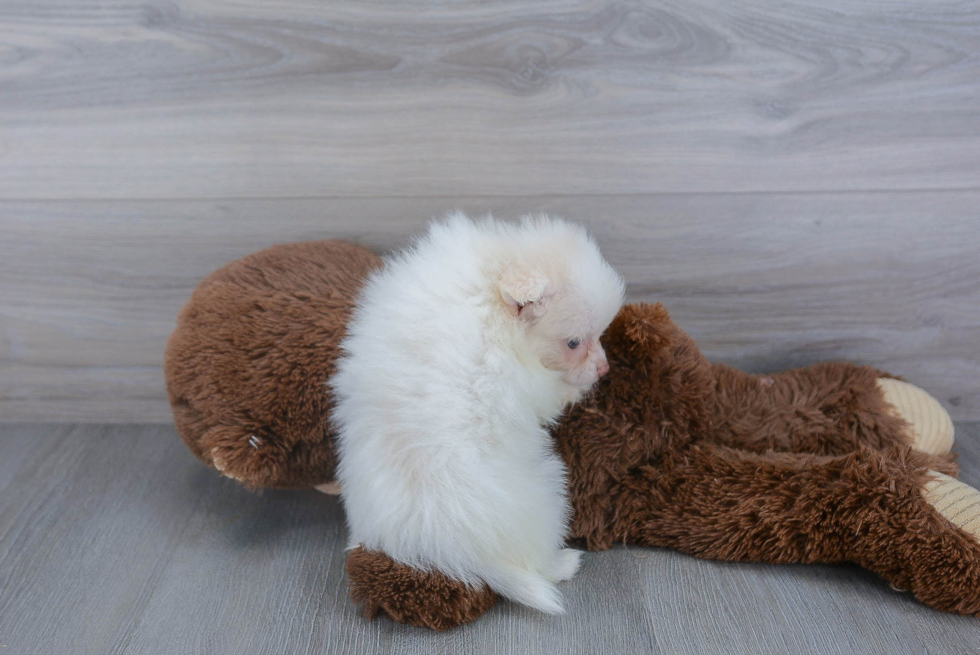 Popular Pomeranian Baby