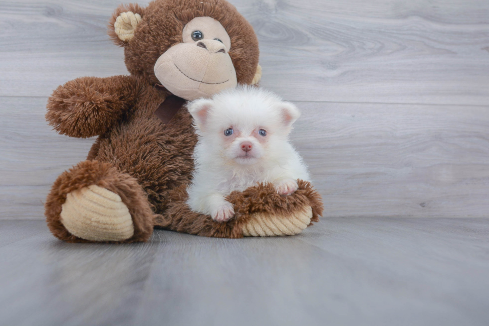Friendly Pomeranian Purebred Pup
