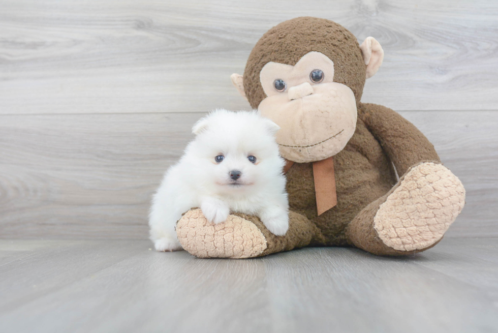 Petite Pomeranian Purebred Puppy