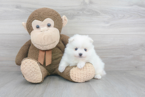 Sweet Pomeranian Purebred Puppy