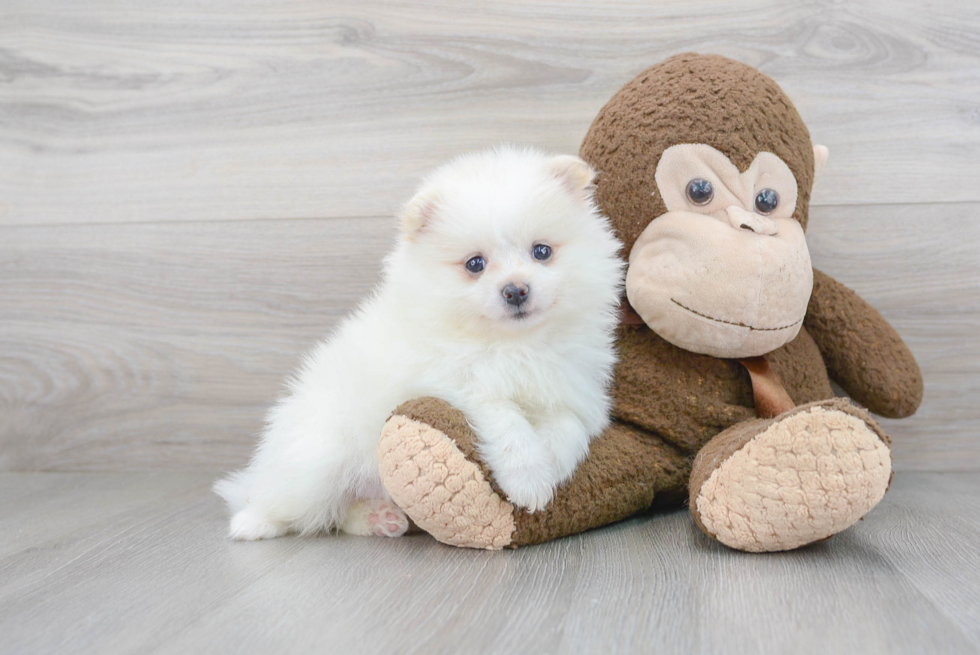 Fluffy Pomeranian Purebred Puppy