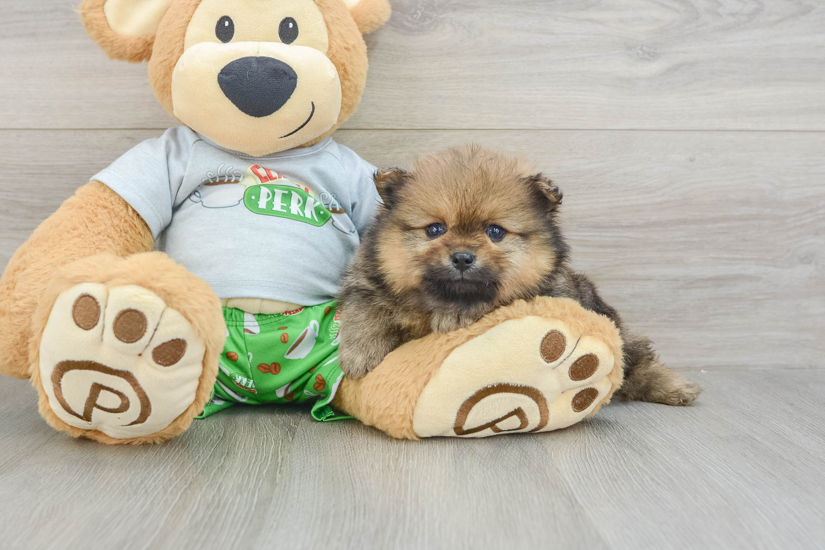 Hypoallergenic Pomeranian Purebred Pup