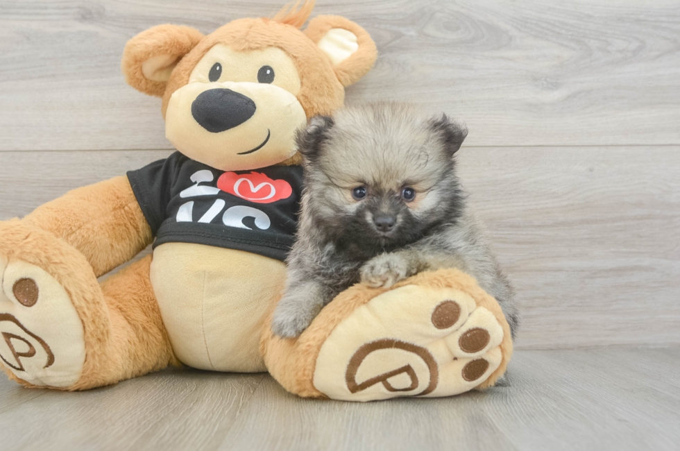 6 week old Pomeranian Puppy For Sale - Premier Pups
