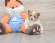 6 week old Pomeranian Puppy For Sale - Premier Pups