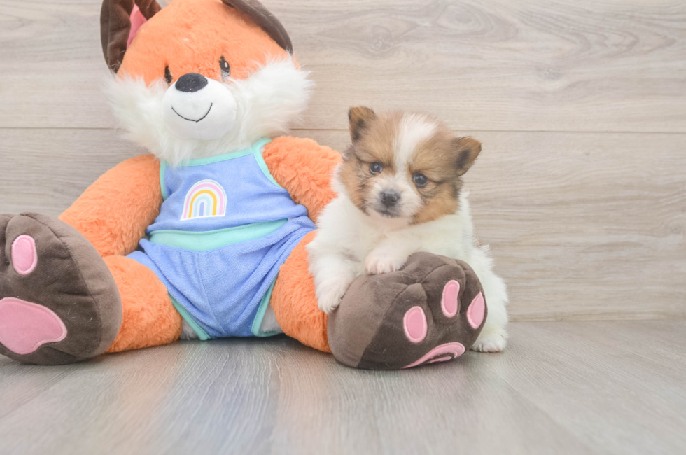 5 week old Pomeranian Puppy For Sale - Premier Pups