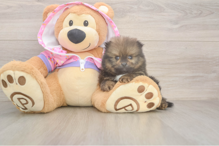 Petite Pom Dog Purebred Puppy