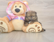 8 week old Pomeranian Puppy For Sale - Premier Pups
