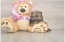 Petite Pom Dog Purebred Puppy