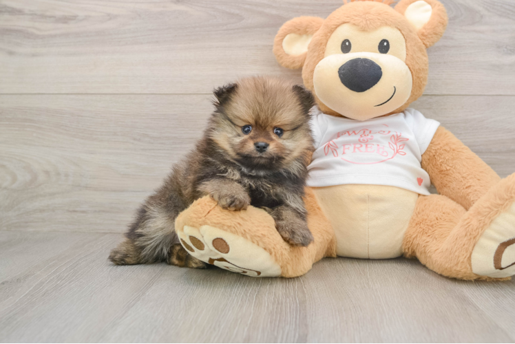 Fluffy Loulou Purebred Puppy
