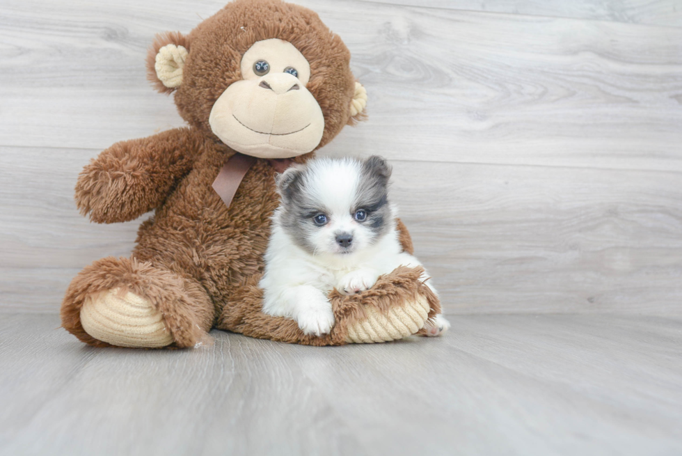 Popular Pomeranian Baby